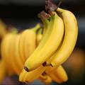 Znate li zašto banane na tržnici često vise u zraku - na špagi?