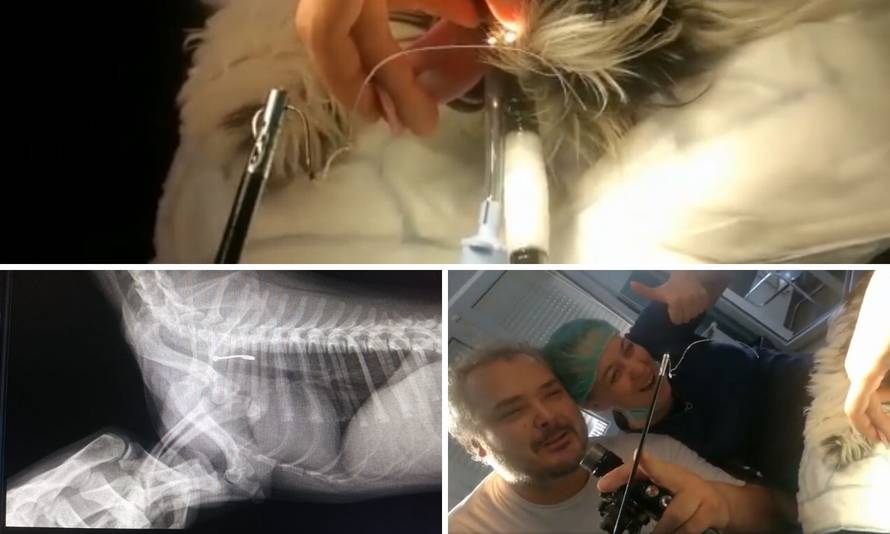 Ribiču s udice 'maznula' lignju, udica joj je ostala u jednjaku...