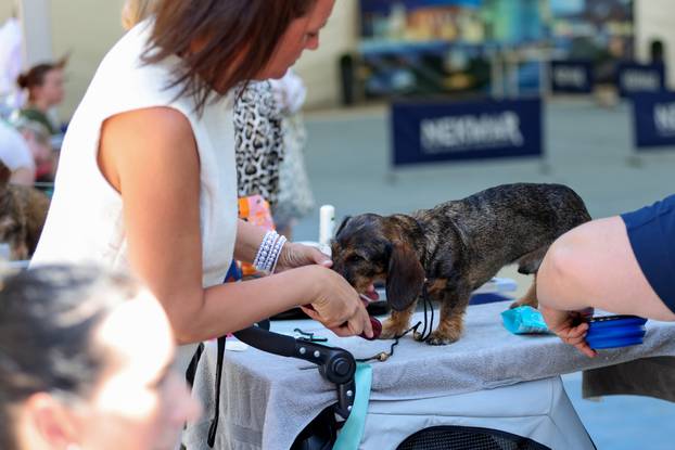 Zaton: Međunarodna izložba pasa pod nazivom CACIB Zadar 2025