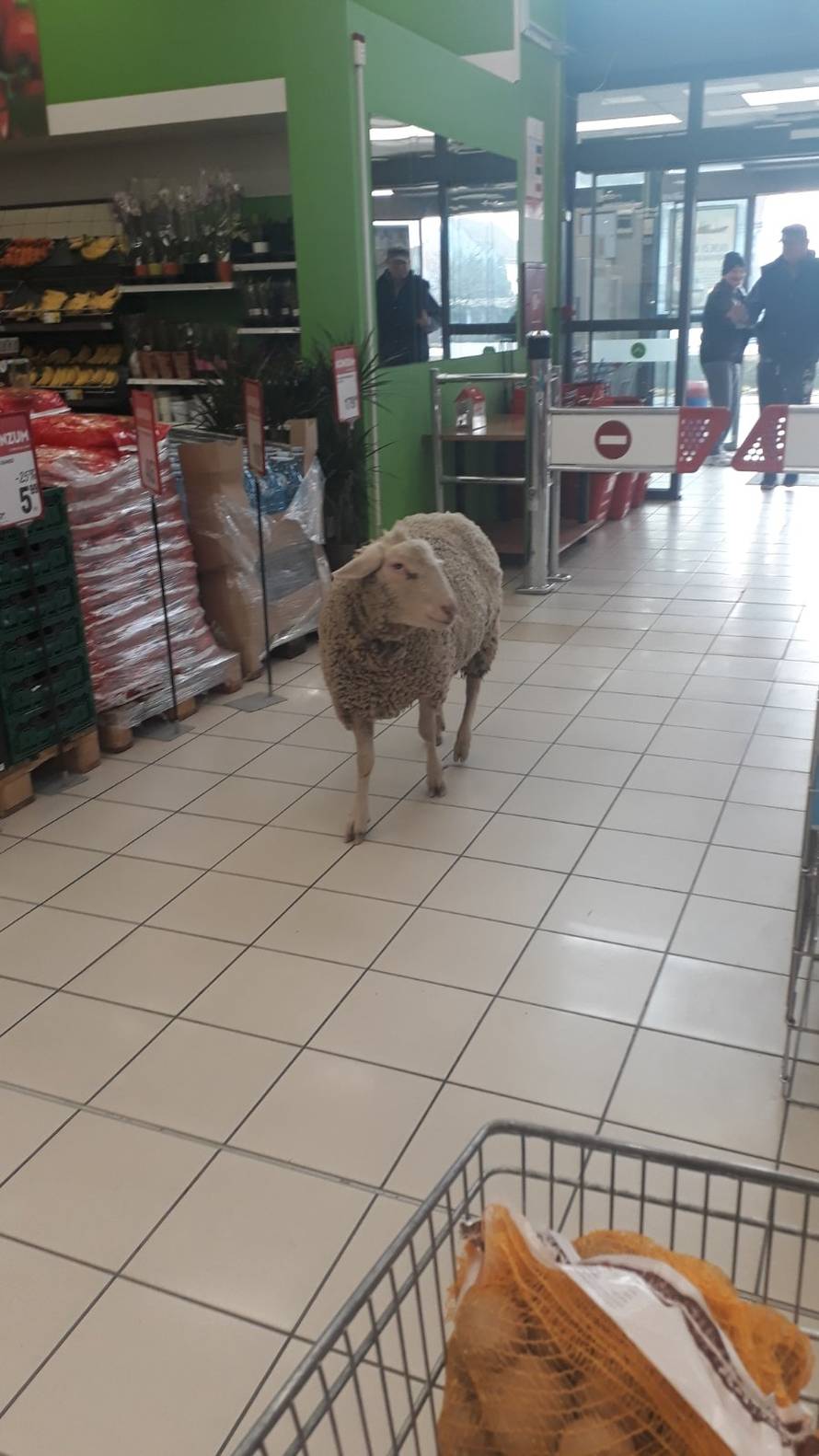 Išla ovca u dućan: Prošetala po trgovini, mesar ju istjerao van