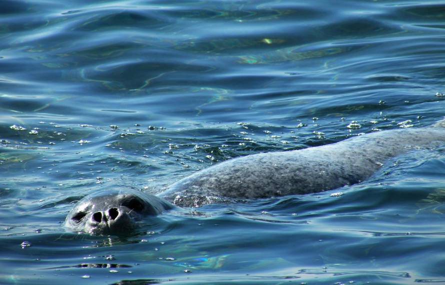 Duško Marušić/PIXSELL