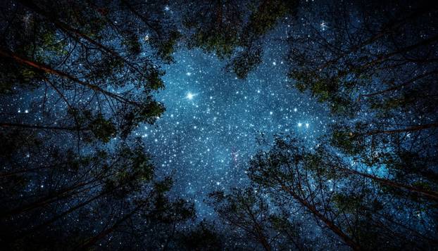 FOTO Djecu je prestravilo ono što su vidjela u šumi:  'Čudovište je bilo ogromno, bježali smo...'