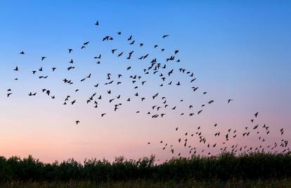 Znanstvenici otkrili kako ptice uspiju tako precizno navigirati