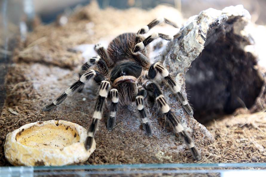 Marko je kralj tarantula: Ima ih 150, a pokrenuo je i posao...