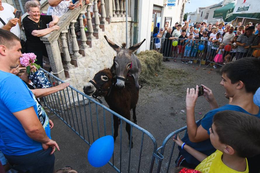 Magareći pir na Pagu: Dodirnuli se njuškama, revali, postali par