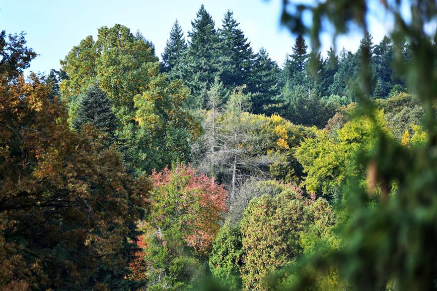 Obnova zelene baštine: Arboretum Opeka u Marčanu dom je za preko 200 vrsta