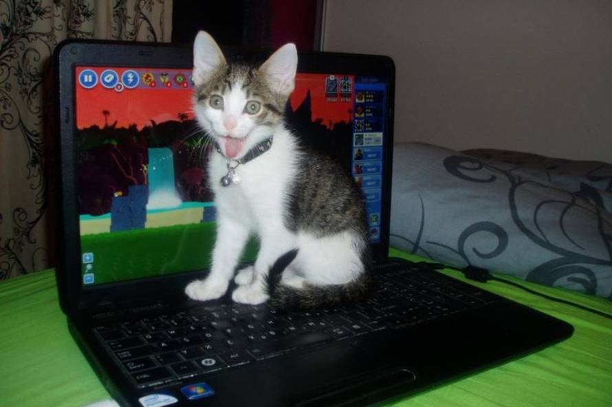 24Ljubimci/Daj šapu