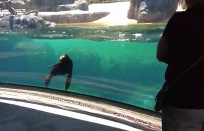 Morski lav se zabrinuo kad je djevojčica pala ispred bazena
