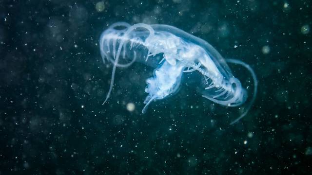 VIDEO Koprivnica: Meduza se udomaćila u jezeru Šoderica
