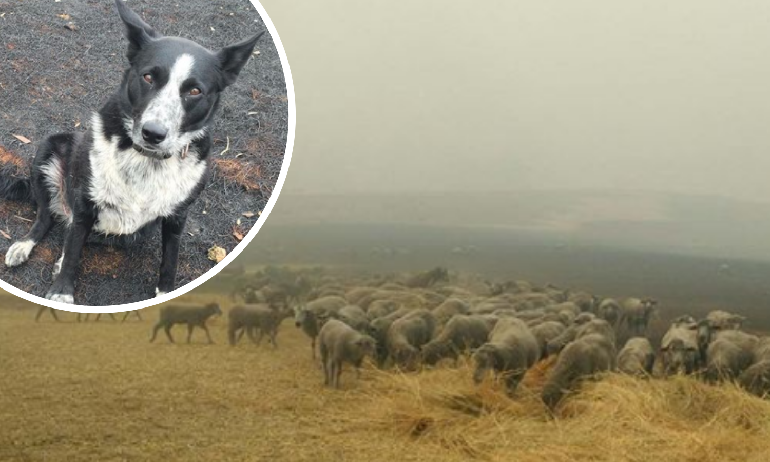Patsy osjetila opasnost, otrčala je po ovce i spasila ih od vatre
