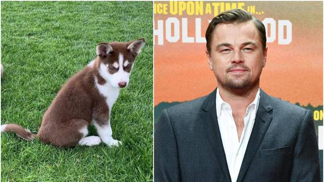 DiCaprio je riskirao život kako bi spasio svoje pse od utapanja