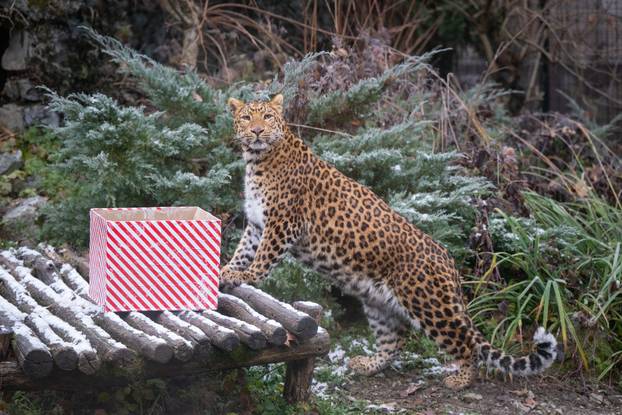 Zagreb: Podjela darova životinjama u Zoološkom vrtu