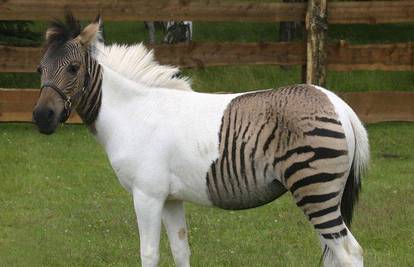 Konj je konj a zebra je zebra, ili možda i ne....