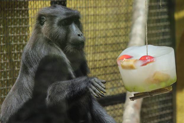 Stanovnicima osječkog Zoološkog vrta stigla su ledena osvježenja