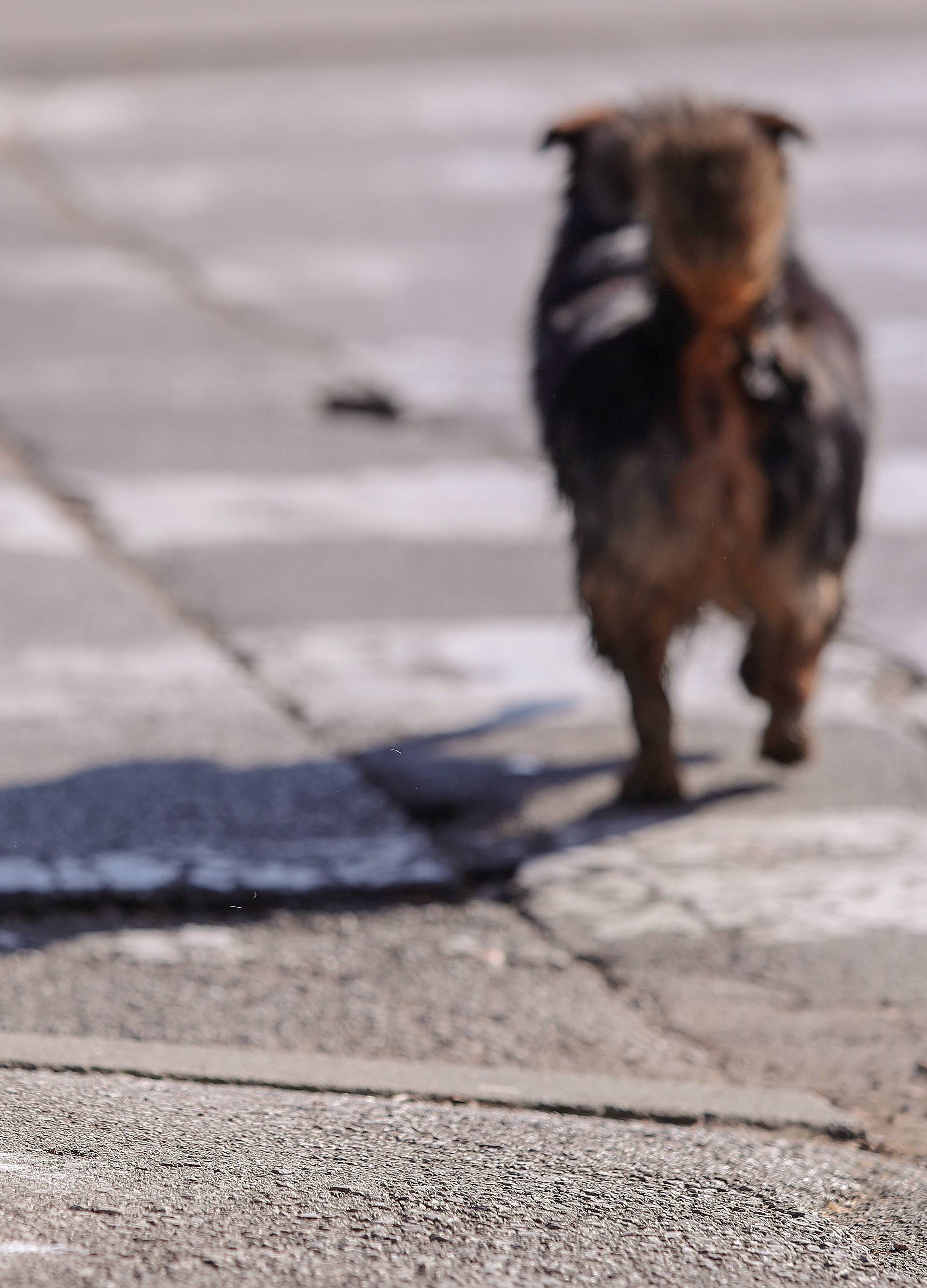 Netko u Zagrebu truje pse?! Na ulici našli čudni bijeli prah