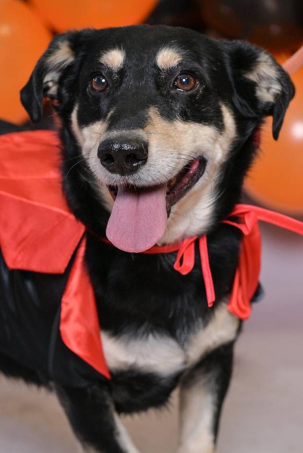 Sklonište u Dumovcu poziva na posebno jesensko udomljavanje pasa i mačaka