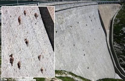  Koze se popele na branu kako bi  polizale sol s kamenja
