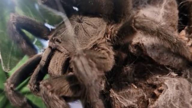 Pravi Spider-Man: Aaron Phoenix (35) ima preko 300 tarantula kao kućne ljubimce