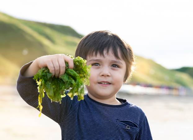 Cute,Boy,Holding,Seaweed,With,Proud,Face,On,Sunny,Day,active