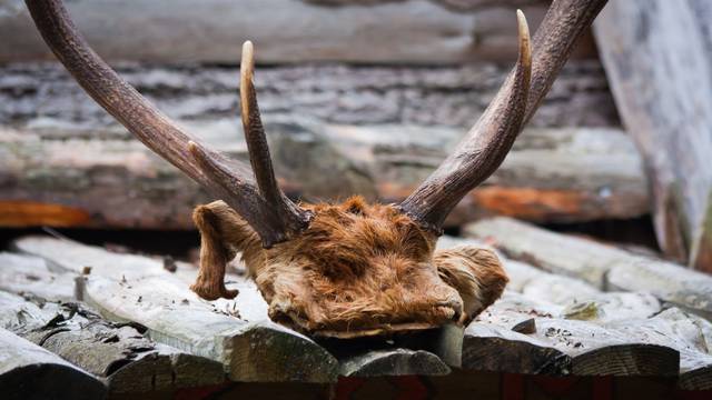 Umrla su dva lovca, liječnici se boje da je smrtonosna  bolest 'zombi jelena' prešla na ljude