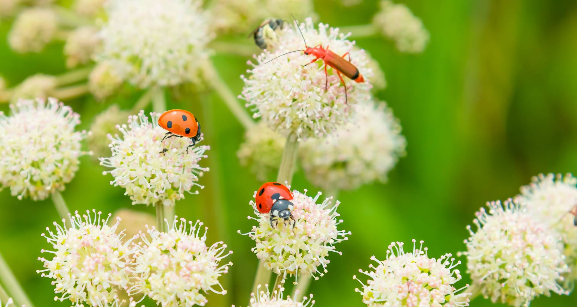 Beautiful summer panoramic background, banner with ladybugs and bugs on white wildflowers. Summer meadow with flowers and insects - macro.