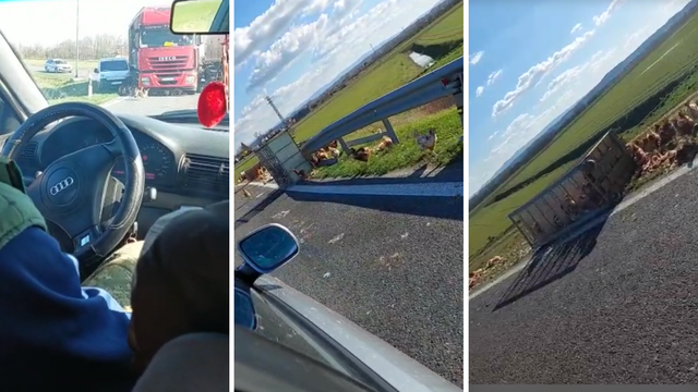 VIDEO Iz kamiona na cestu kod Virovitice ispale kokoši: 'Trčale su po cesti, neke su pregažene'