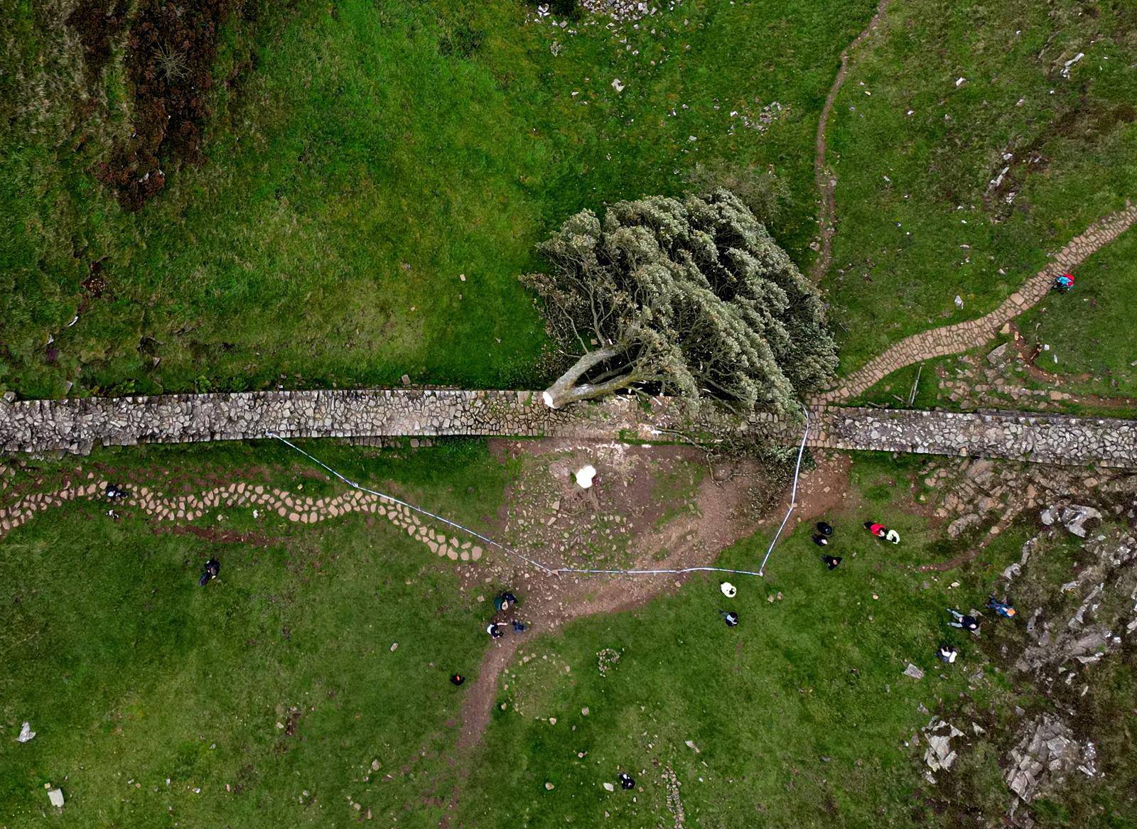 General view of the felled Sycamore Gap in Northumberland National Park