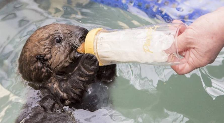 Shedd Aquarium/Brenna Hernandez