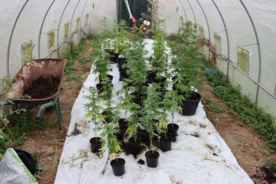 FOTO 'Pao' diler iz Dugog Sela: Umjesto povrća u plasteniku je uzgajao veće količine 'trave'