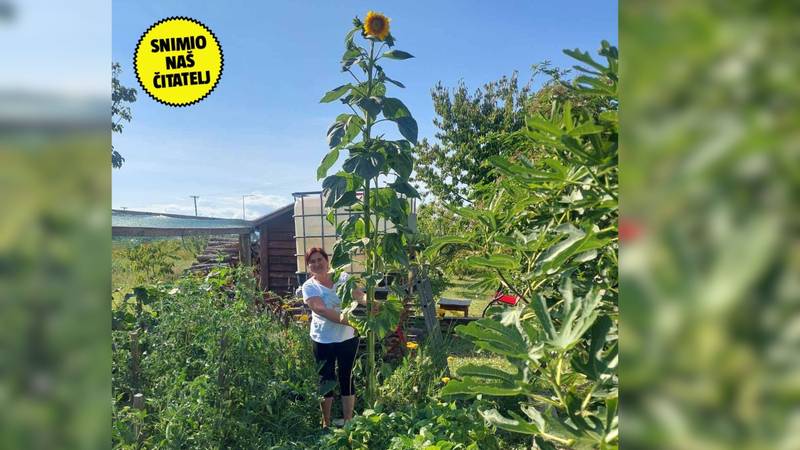 FOTO Andrea uzgojila divovski suncokret: 'Ima 4 metra. Muž se šali da ga srušimo motorkom!'