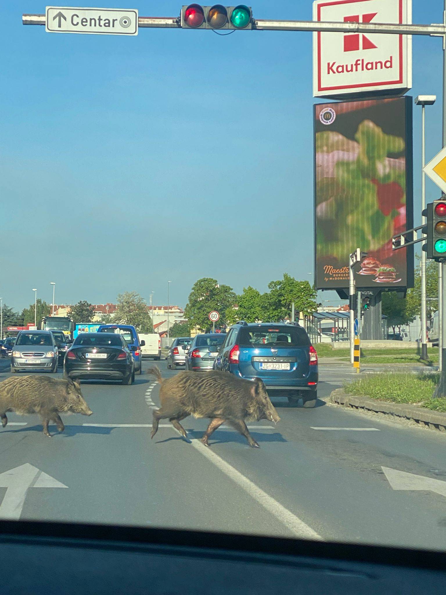 VIDEO Divlje svinje blokirale promet u Dubravi: 'Očito im nije prvi put, ne plaše se buke...'