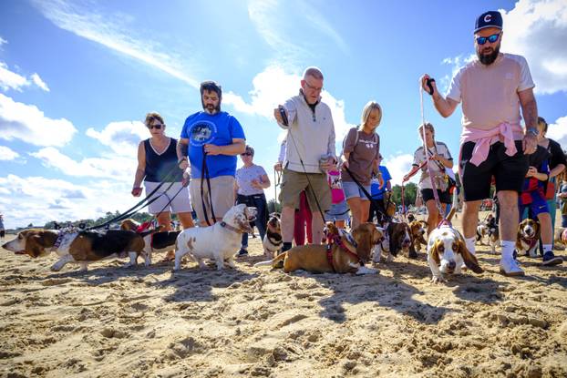 Norfolk: Preko 300 baseta i njihovih vlasnika sudjelovalo u godišnjem 'Waddleu' uz plažu od Wells-next-the-Sea do Holkhama