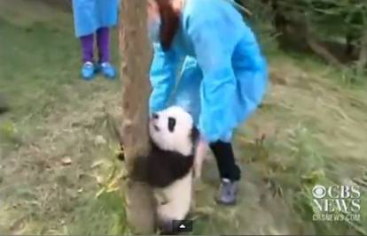 Prva lekcija: Malene pande učile se penjati na stablo