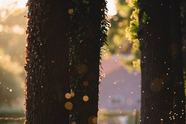 Tree trunks with blurred flies backlit by evening sunlight.