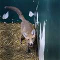Zagrebački ZOO je objavio apel građanima zbog mladih lisica: Zatvarajte spremnike za smeće