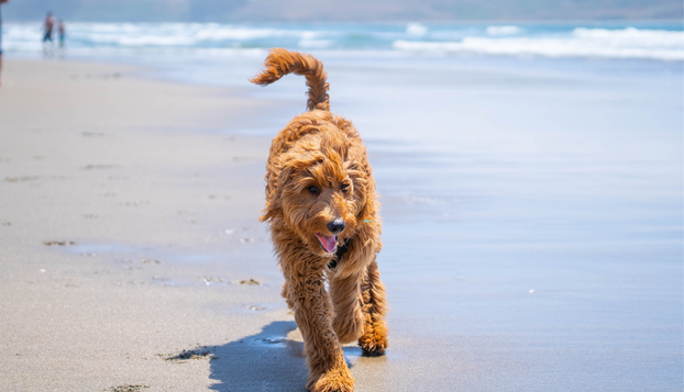 FOTO Psi koji obožavaju vodu!
