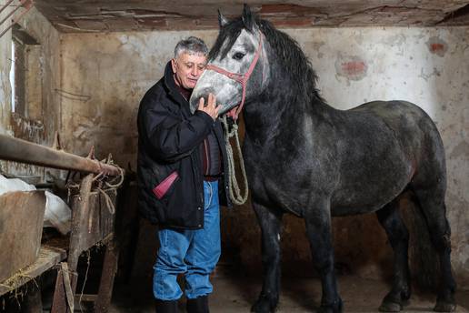 Zekan se vratio kući, gradi se i nova štala: On je najbolji konj, ne bih ga dao za milijun dolara'