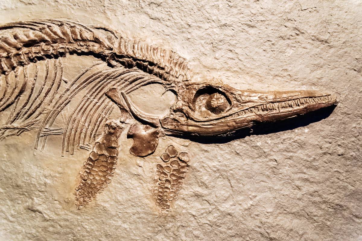 Znanstvenici pronašli fosil ihtiosaura u ledenjaku u Čileu