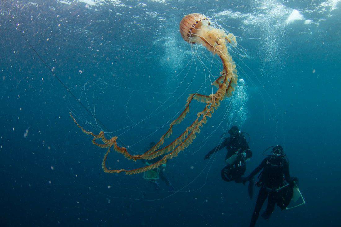FOTO Splitski znanstvenici naišli na gigantsku meduzu: "Nikako joj se nemojte približavati"