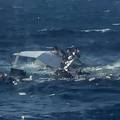 Brod s migrantima potonuo kod Krete, dvoje djece se utopilo