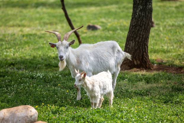 Poreč: Ivan Milohanić uzgaja koze