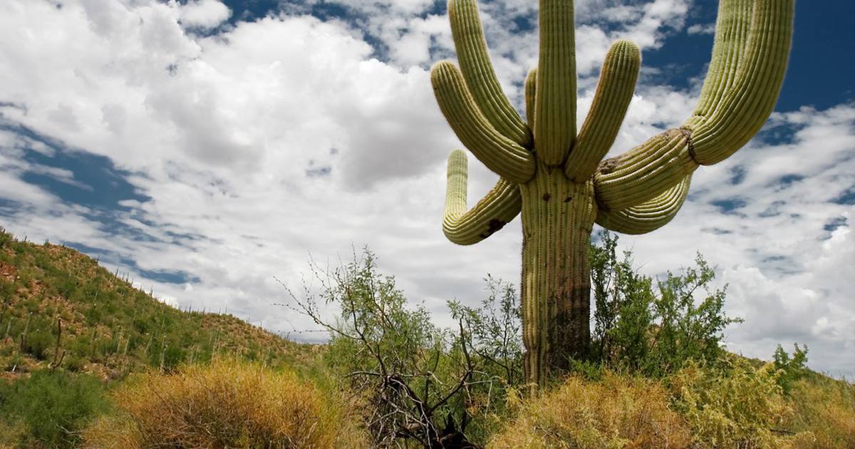 Research has shown that global warming also has a bad effect on cacti