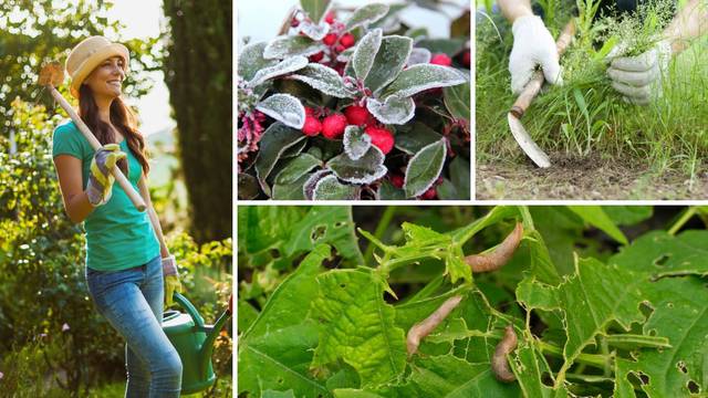 Odlični vrtlarski trikovi: Kako zaštititi biljke od mraza, otjerati puževe, zaustaviti rast korova...