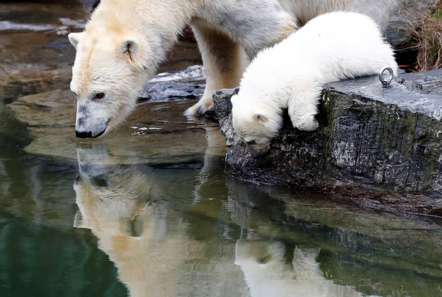 A female polar bear cub is seen together with 9 year-old mother Tonja during her first official presentation for the media at Tierpark Berlin zoo in Berlin