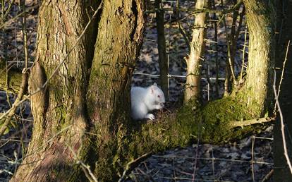 Albino squirrel