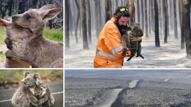 Dom koala prije i poslije požara - pakao ga je potpuno izbrisao