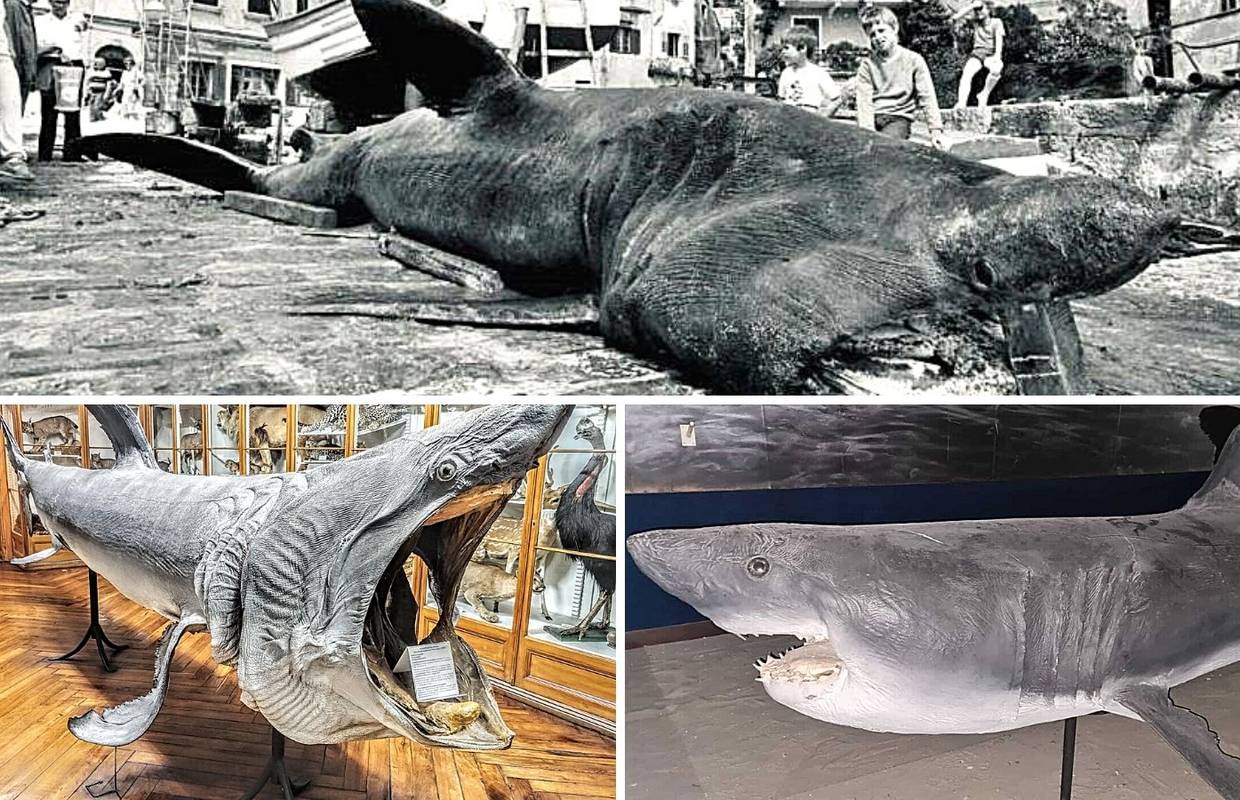 Najveće ralje u Jadranu: Vjerica je zaplivala u Kraljevici. Imala je tek 17. Nikad se nije vratila...