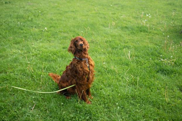 Beautiful Irish Setter dog is sitting in grass. Copy space. Hunting dogs. Training a dog in the field