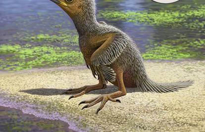 Ptić star 127 milijuna godina najmanji je kojeg su ikad otkrili