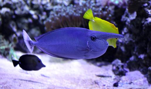 Čudo pulskog Aquariuma: Stigla je iz Beča i mijenja boje, a nitko ne zna zašto ova riba ima rog